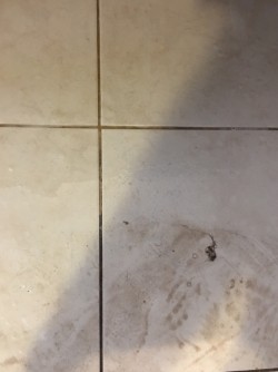Cleaning tile dec/2017